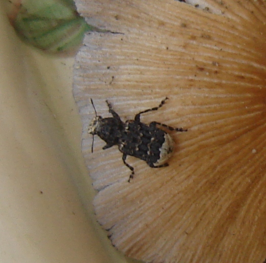 Che cos''?!? Platyrhinus resinosus (Anthribidae)